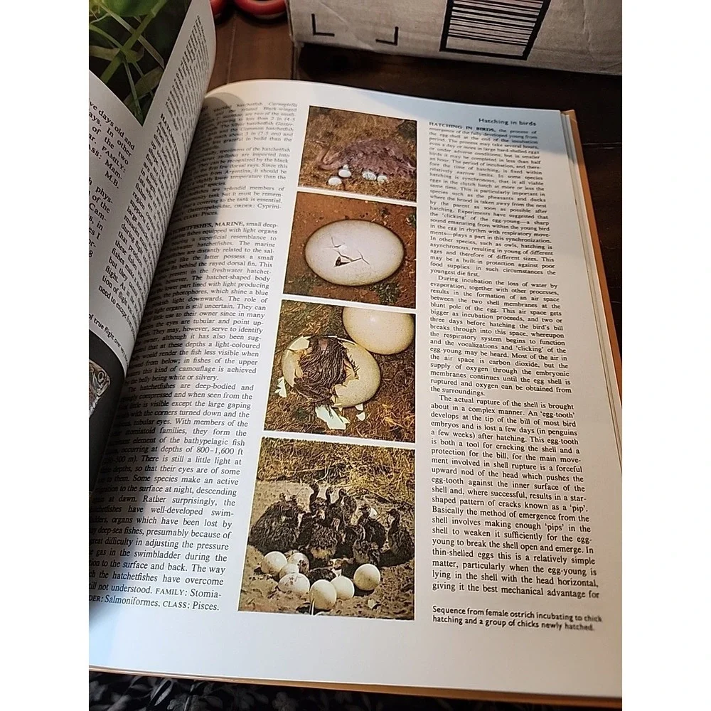 Encyclopedia of the Animal World Vol 10 Vtg 1972 Golden Eagle - Hookworms